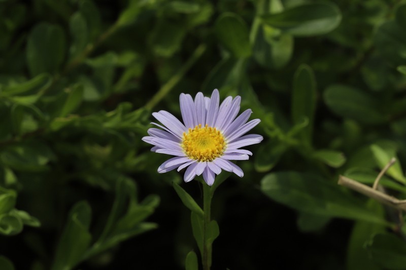 Aster magnus photo 4