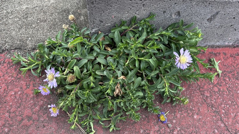 Aster magnus photo 8