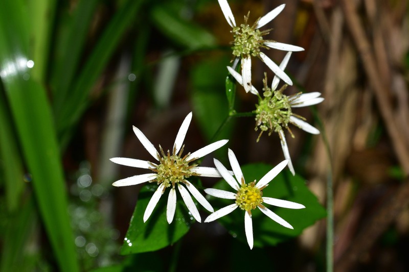 Aster marchandii photo 4