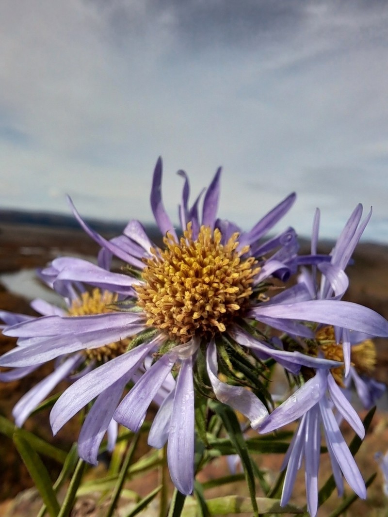 Aster medius