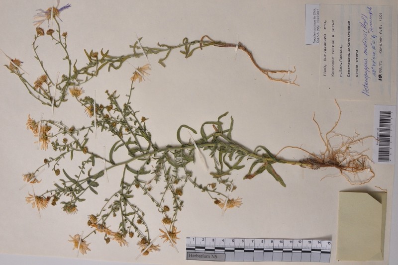 Aster medius photo 2