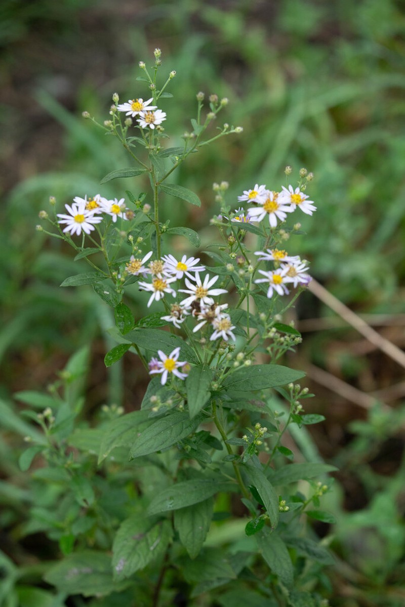 Aster microcephalus photo 2