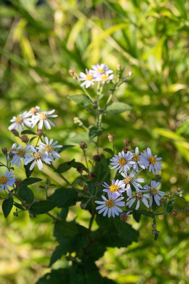 Aster microcephalus photo 3
