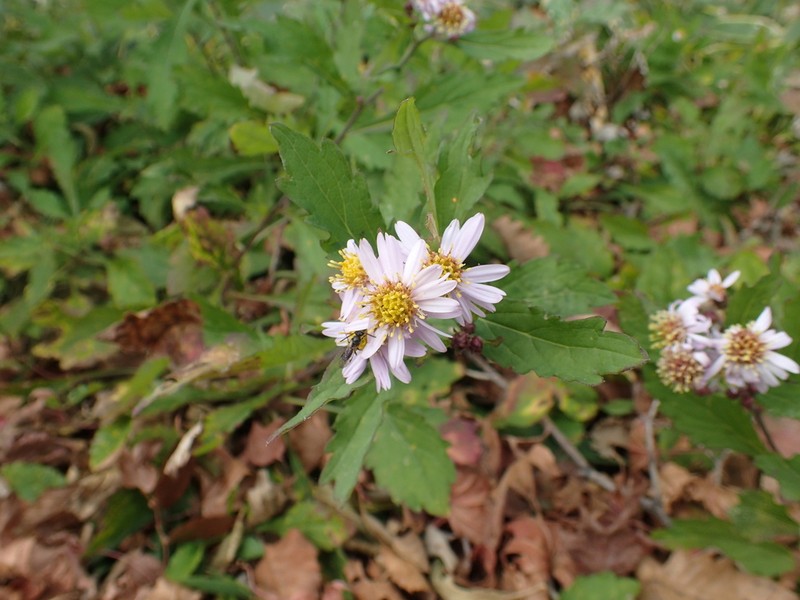 Aster microcephalus photo 4