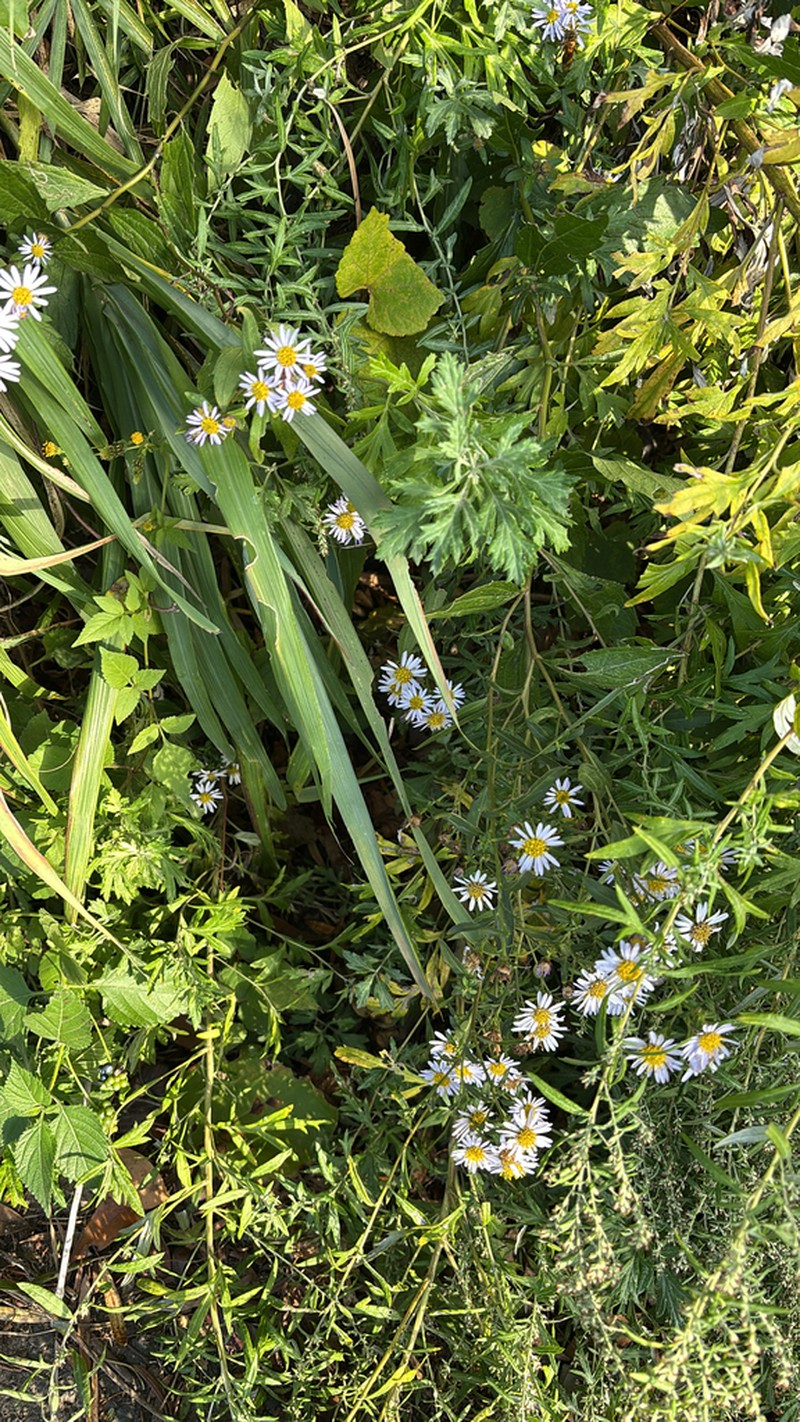 Aster microcephalus photo 5
