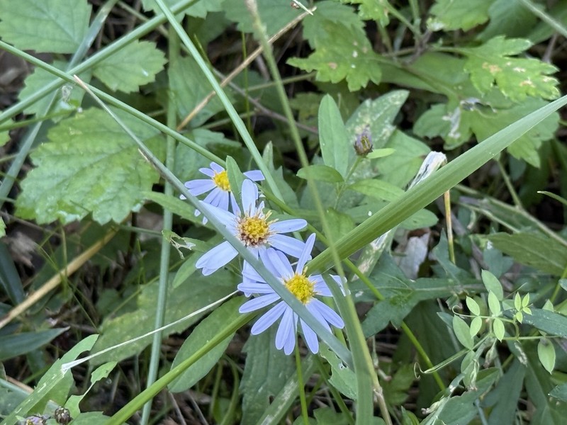 Aster microcephalus photo 6
