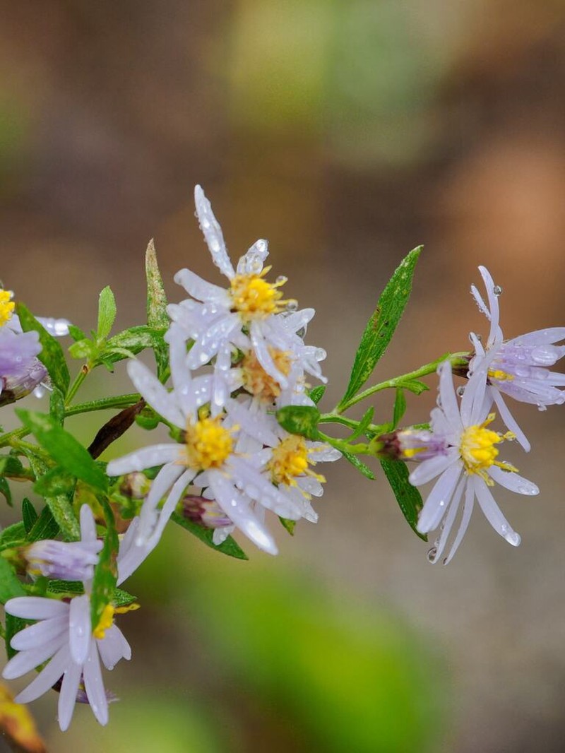 Aster microcephalus photo 7
