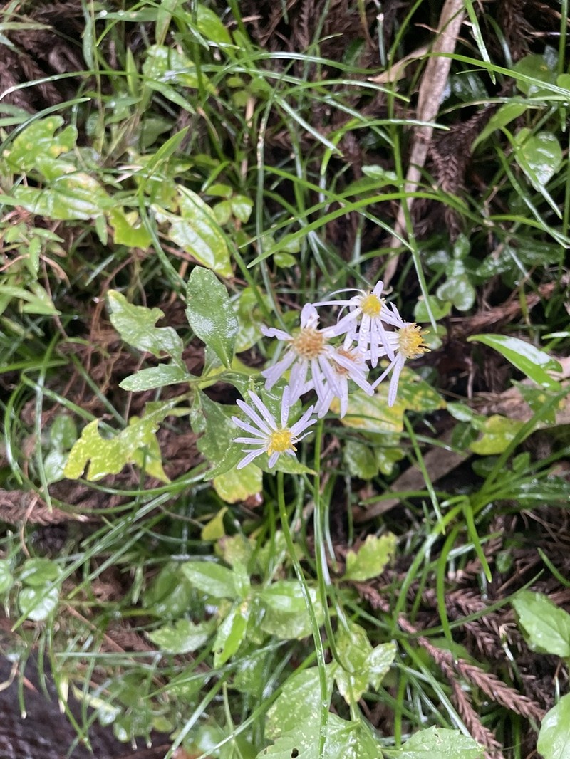 Aster microcephalus photo 8