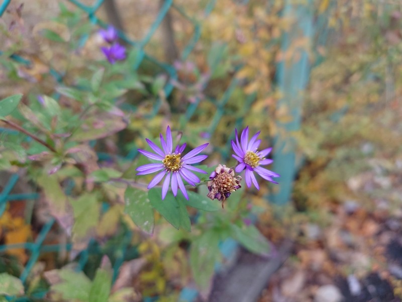 Aster microcephalus