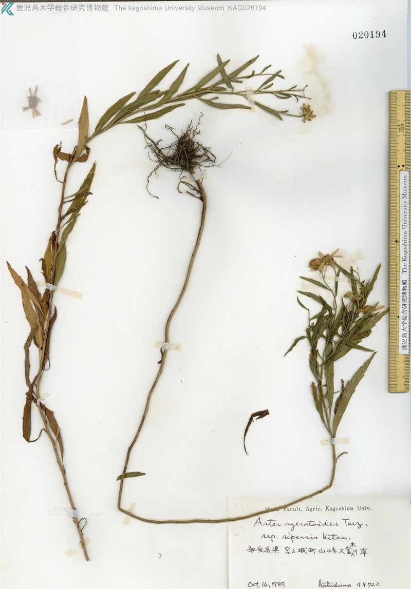 Aster microcephalus var. microcephalus