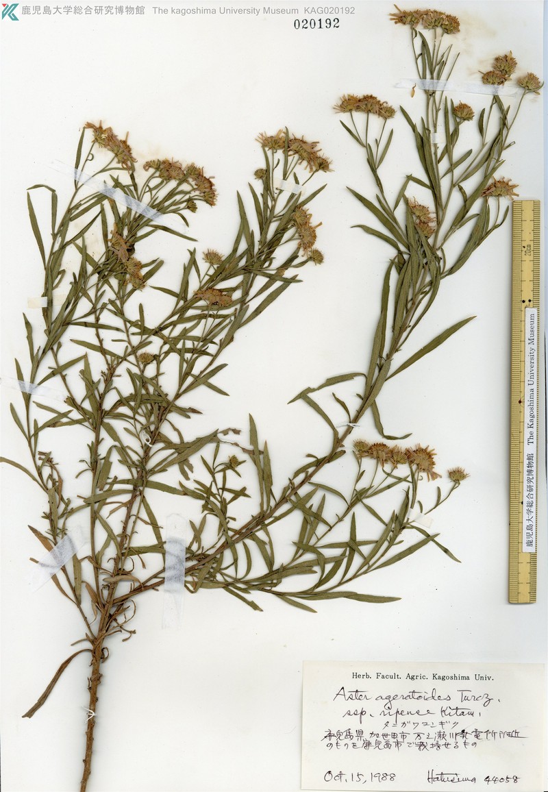 Aster microcephalus var. microcephalus photo 2