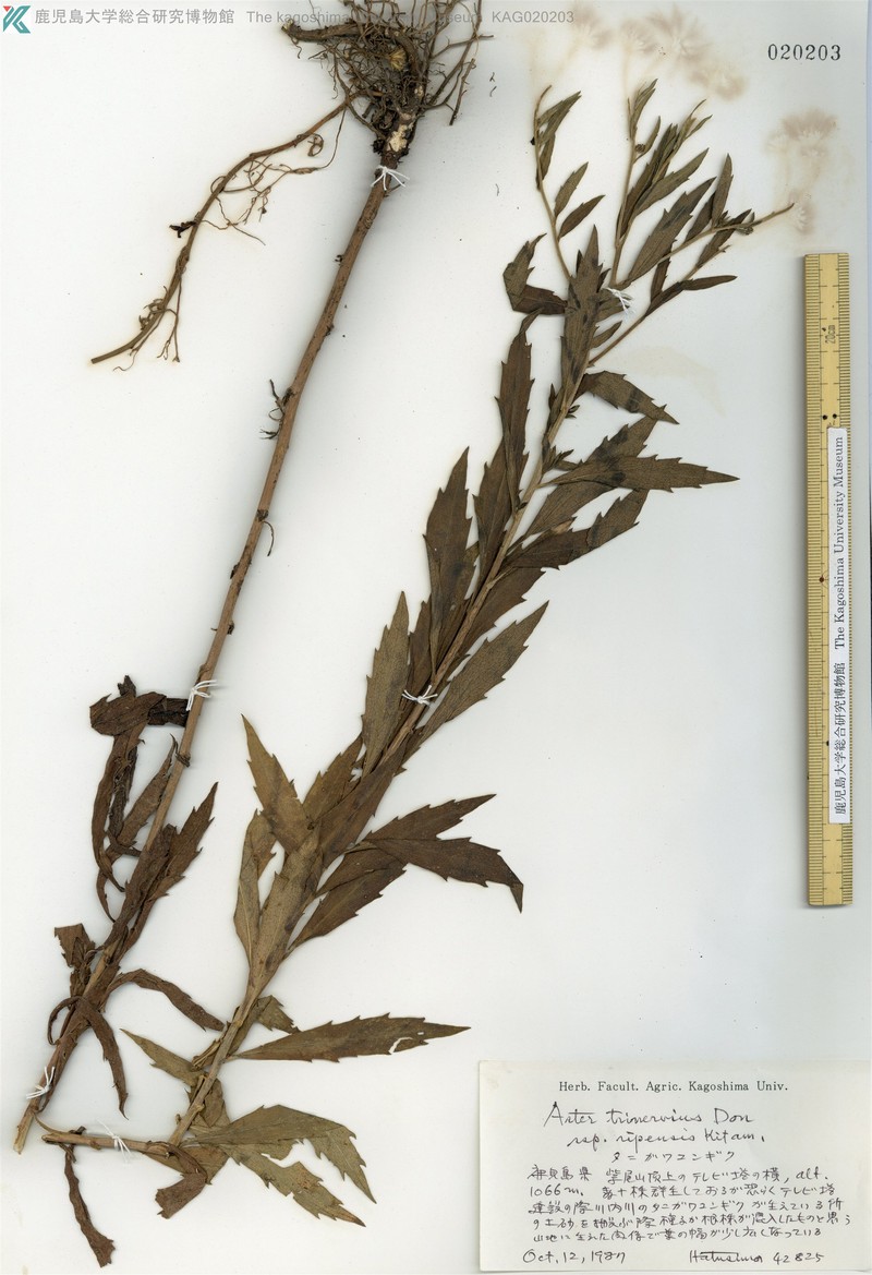 Aster microcephalus var. microcephalus photo 3