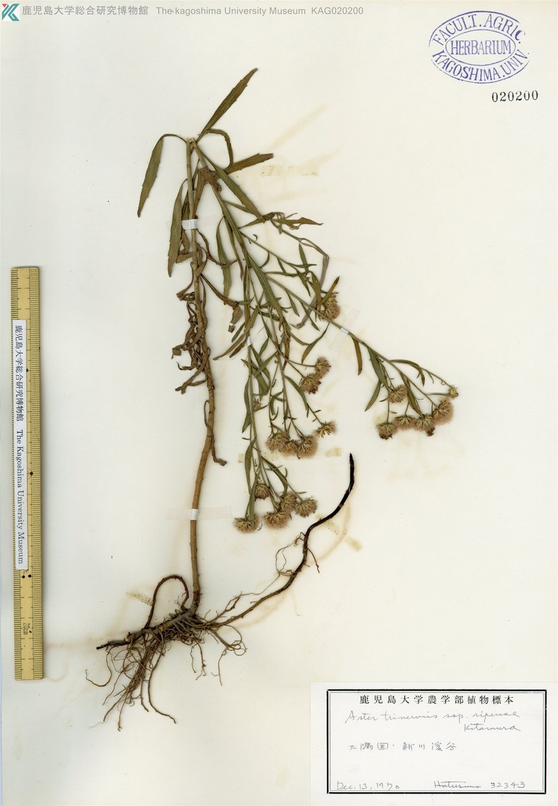 Aster microcephalus var. microcephalus photo 4