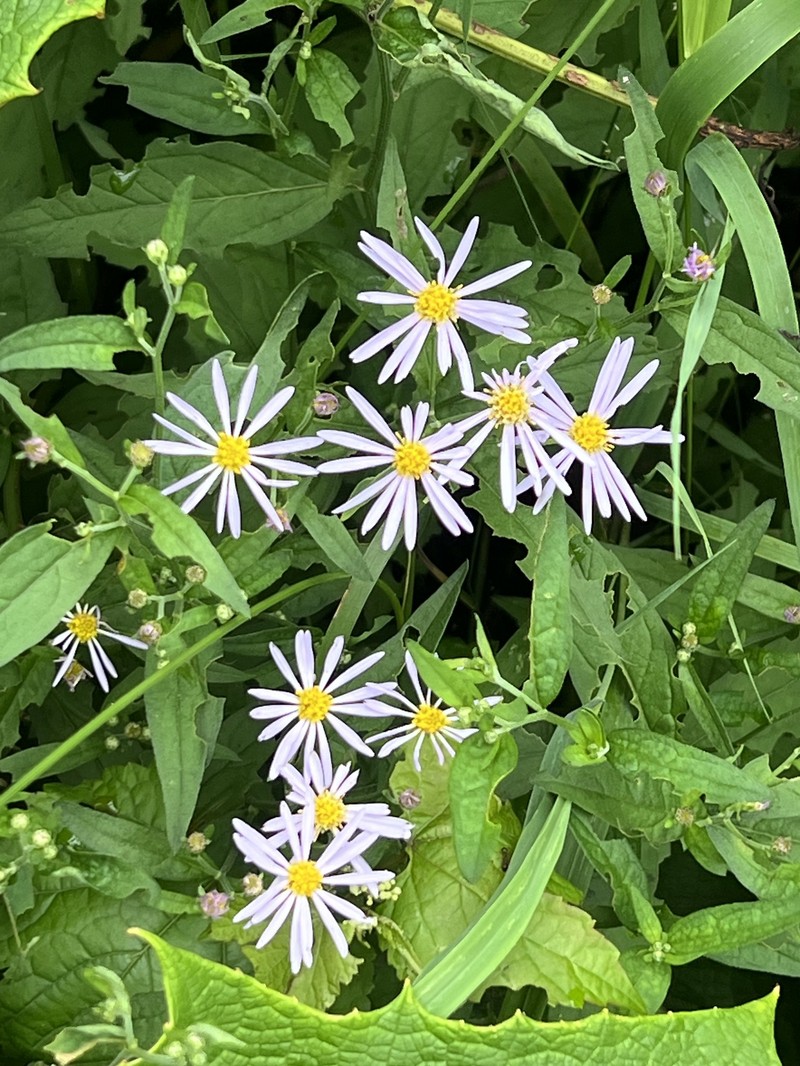 Aster microcephalus var. ovatus photo 2