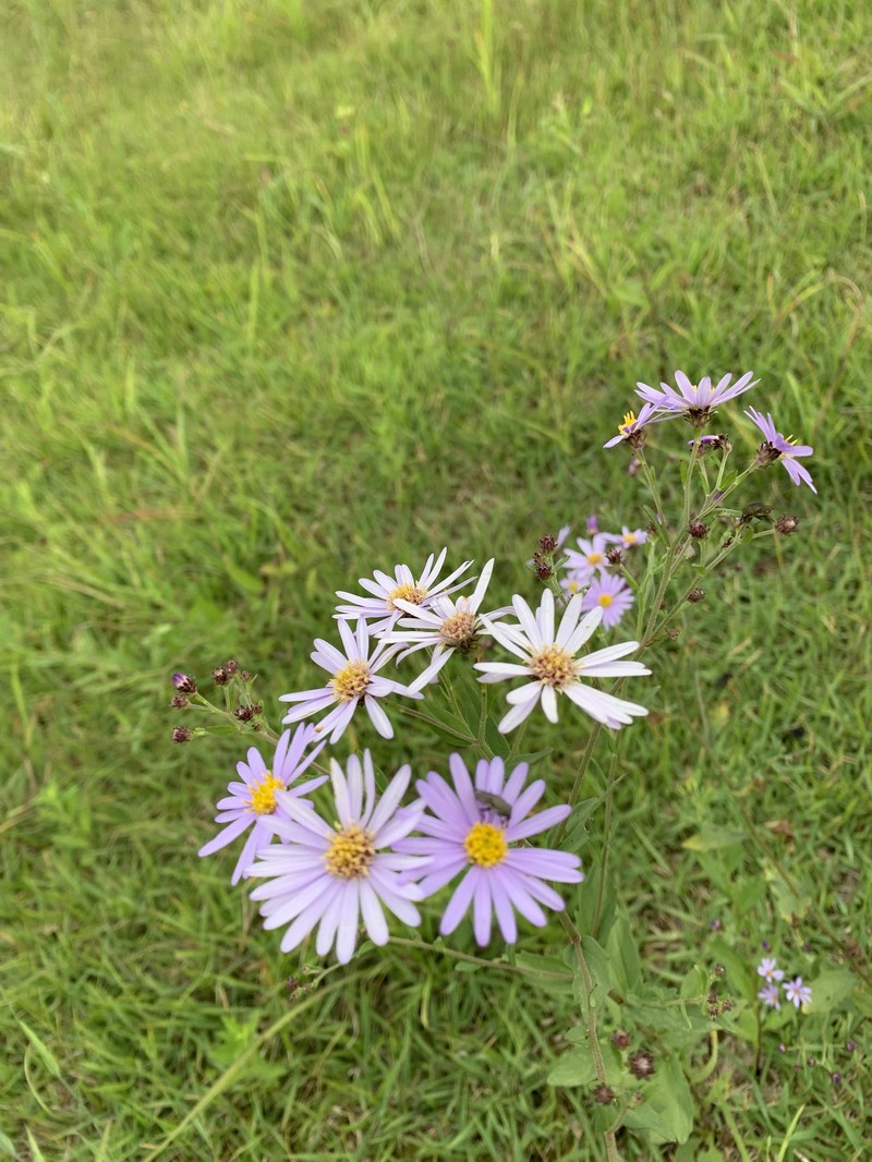 Aster microcephalus var. ovatus photo 4