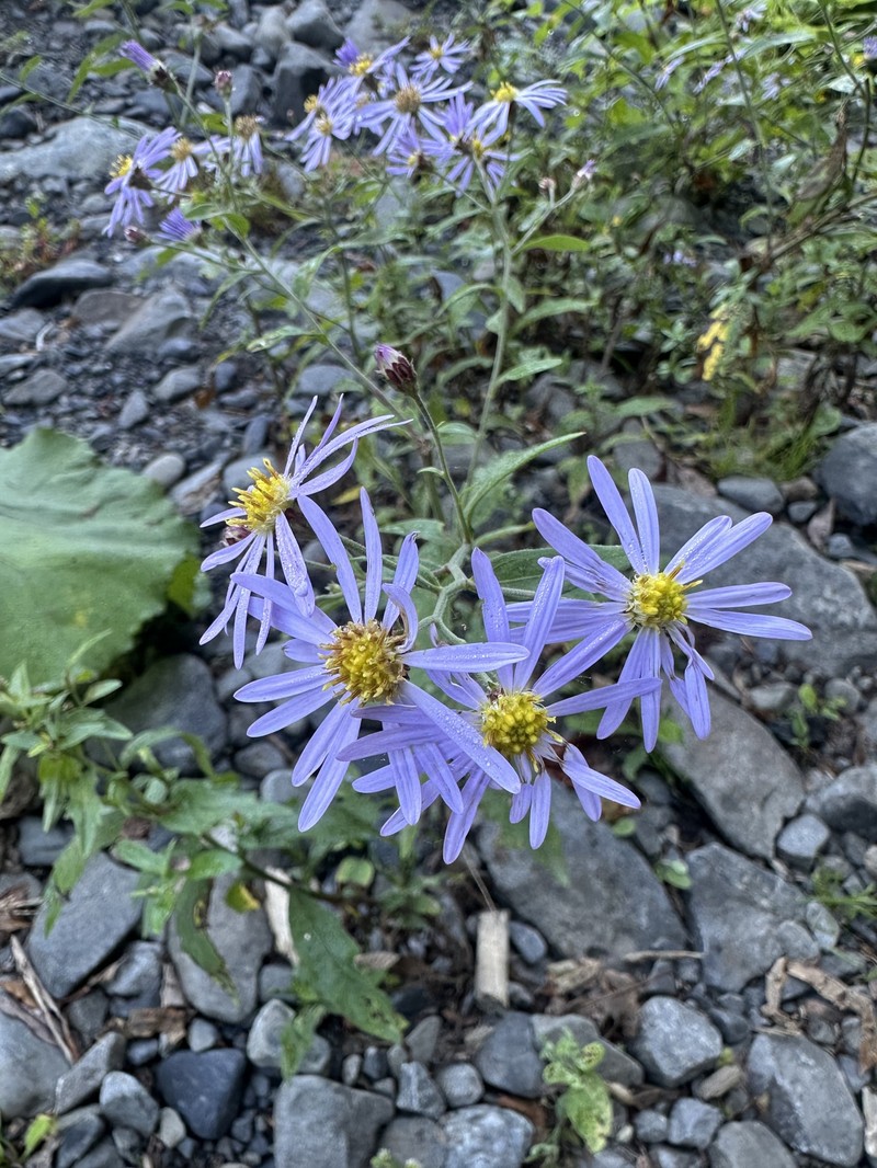 Aster microcephalus var. ovatus photo 5