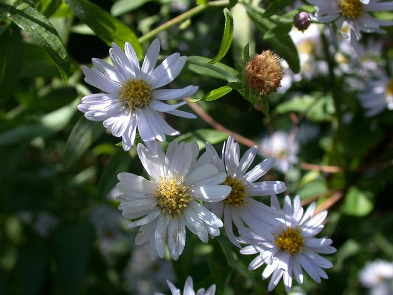 Aster microcephalus var. ovatus