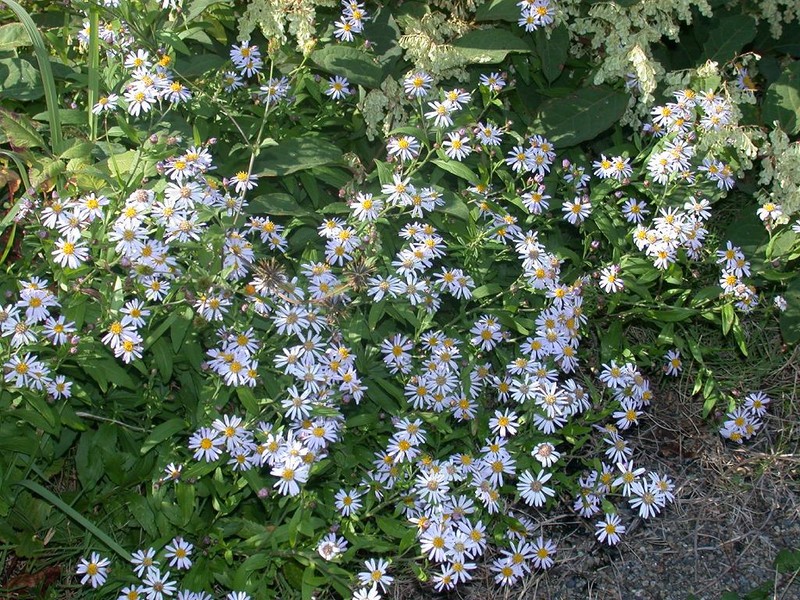 Aster microcephalus var. ovatus photo 6
