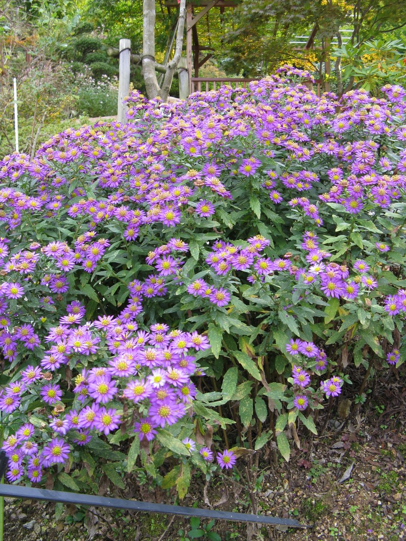 Aster microcephalus var. ovatus photo 7