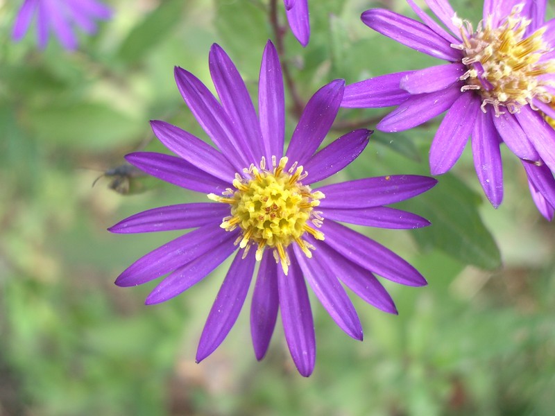 Aster microcephalus var. ovatus photo 8