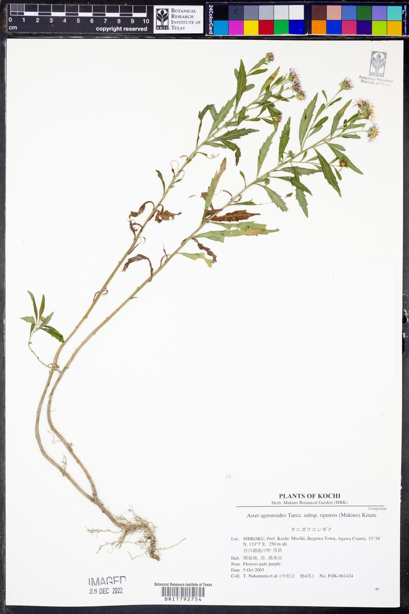 Aster microcephalus var. ripensis