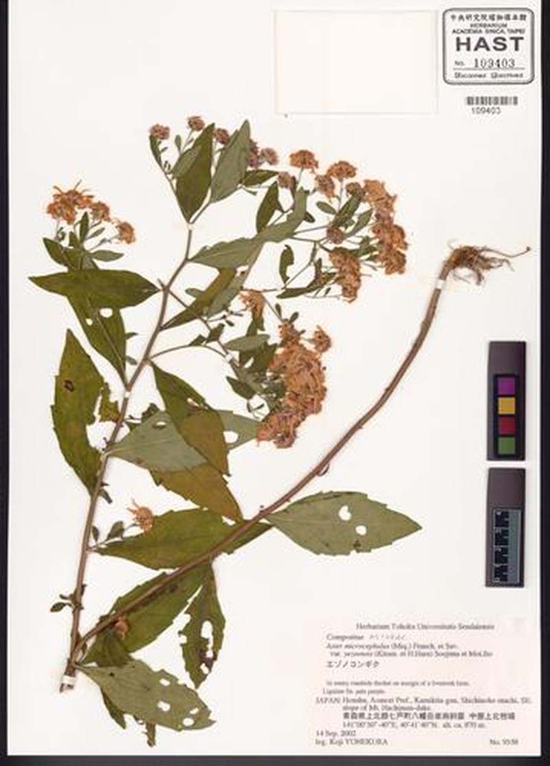 Aster microcephalus var. yezoensis