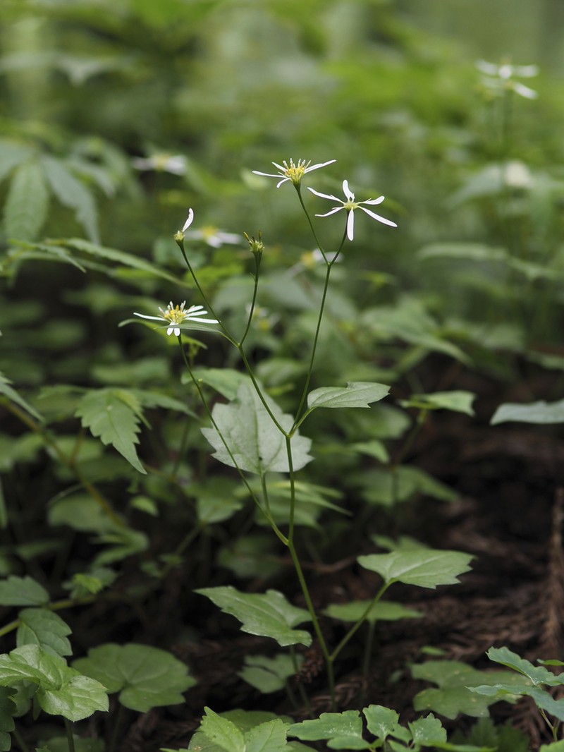 Aster miquelianus