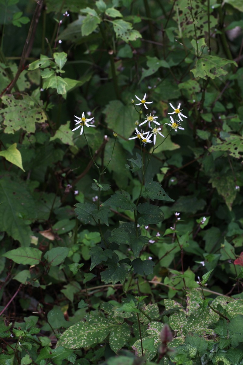 Aster miquelianus photo 4