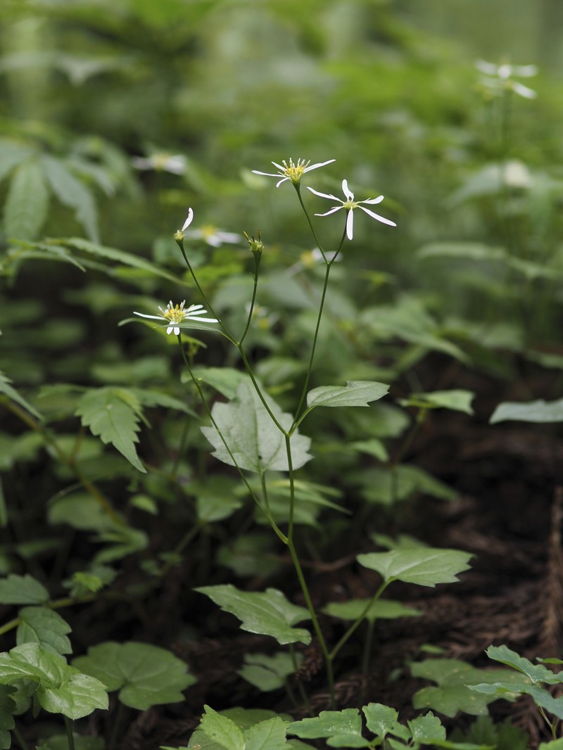 Aster miquelianus photo 7