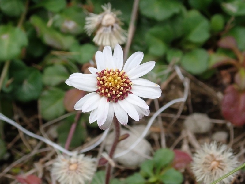 Aster miyagii photo 4