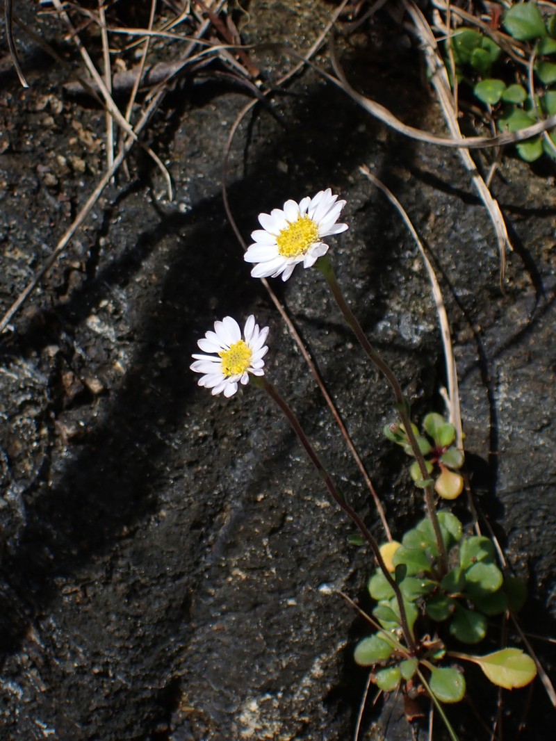 Aster miyagii photo 7