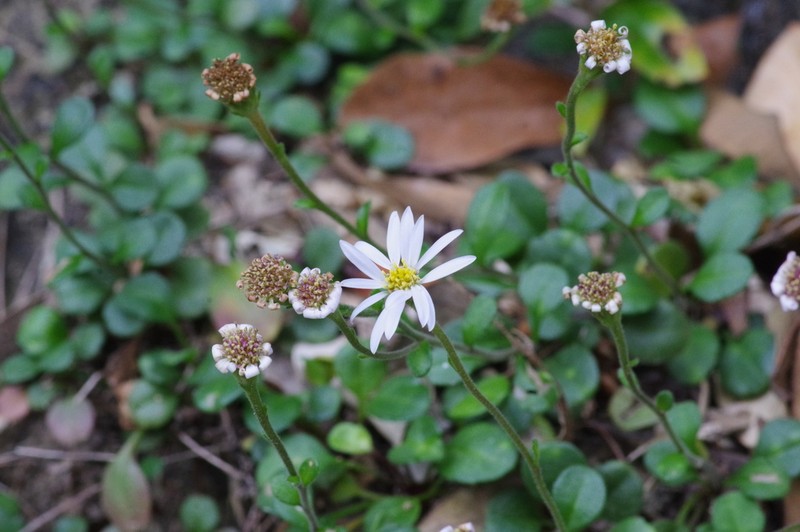 Aster miyagii photo 8