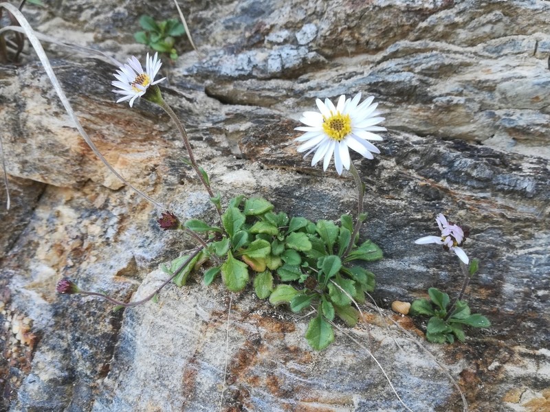 Aster miyagii