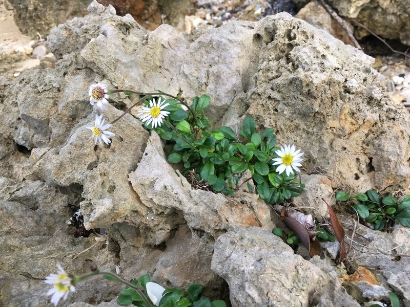Aster miyagii photo 2