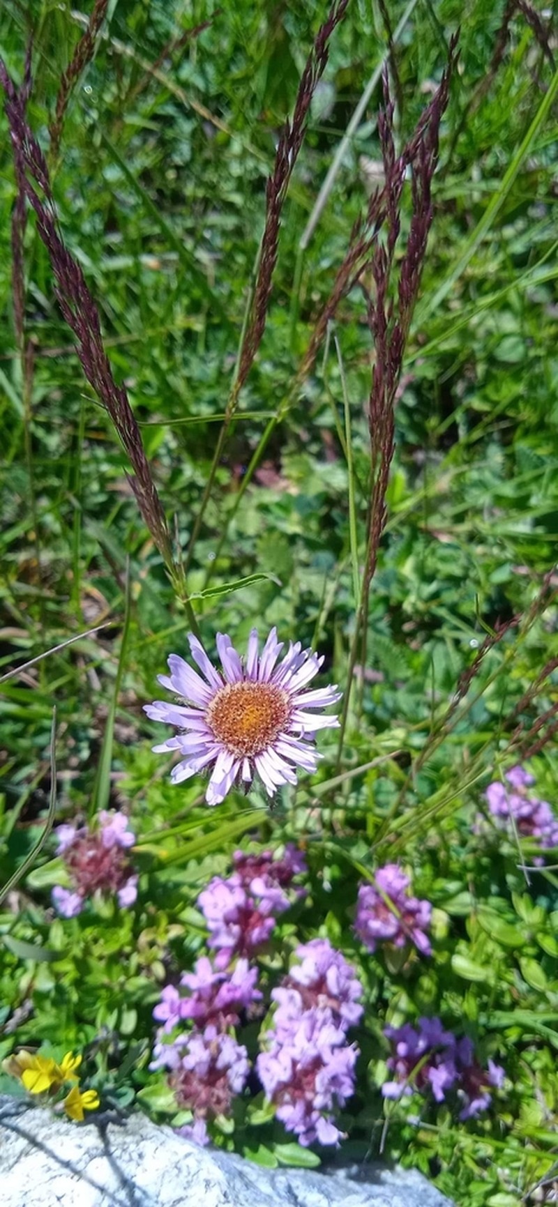 Aster molliusculus