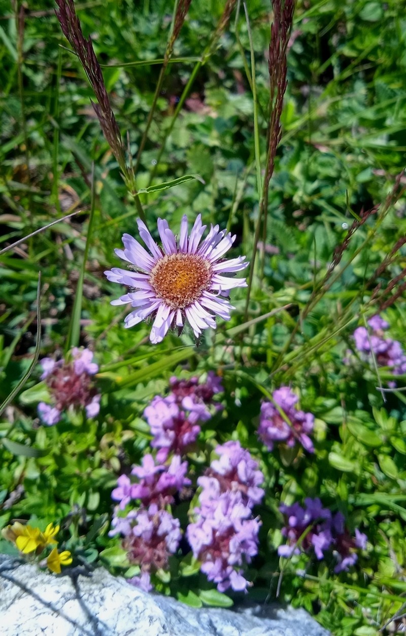 Aster molliusculus photo 2