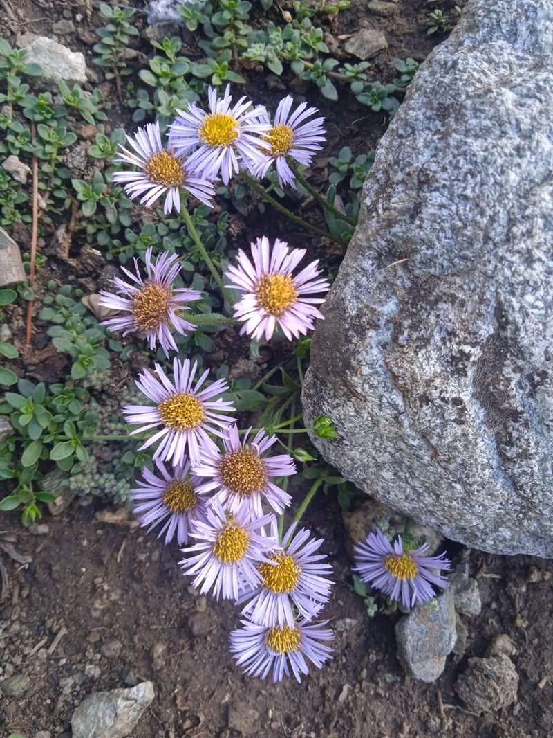 Aster molliusculus photo 3