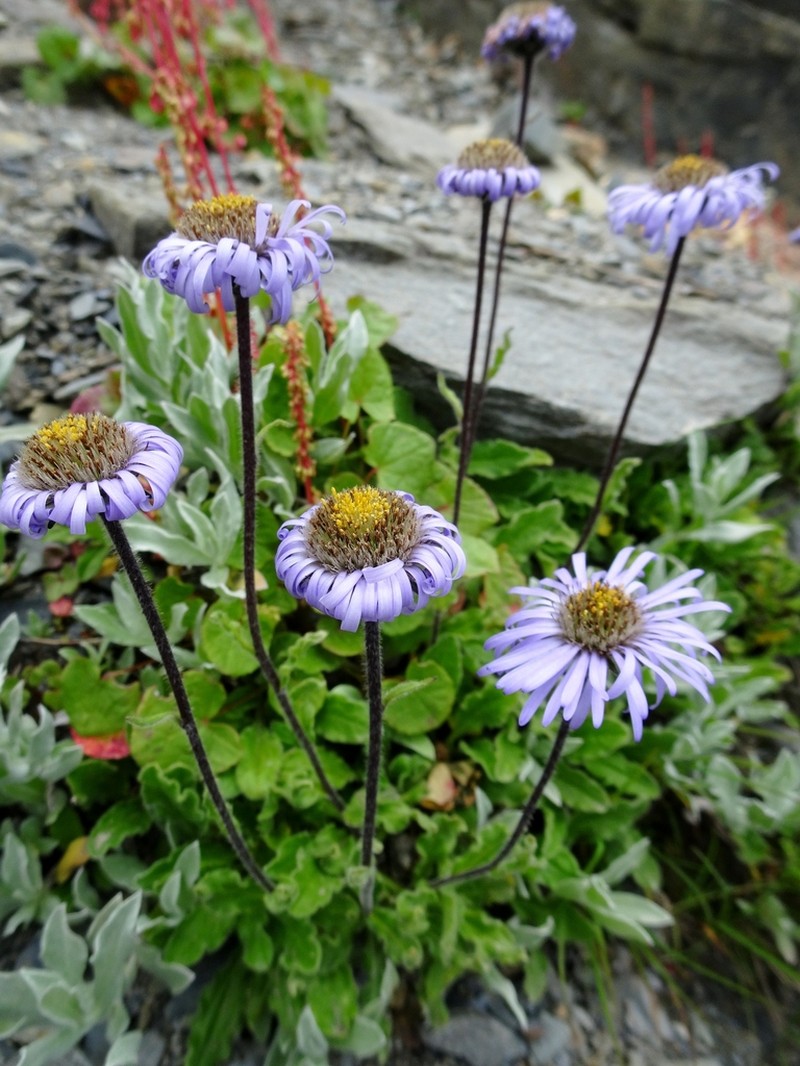 Aster molliusculus photo 4