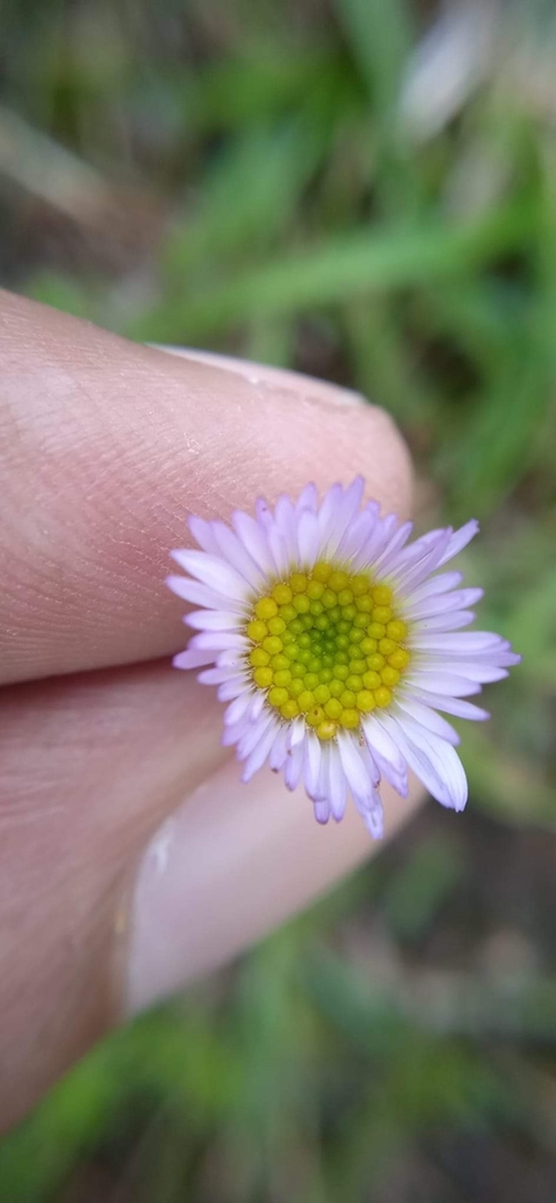 Aster molliusculus photo 5