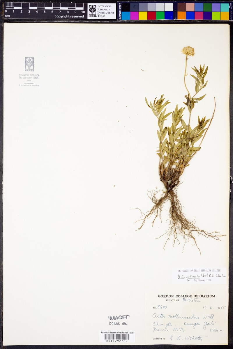Aster molliusculus photo 6