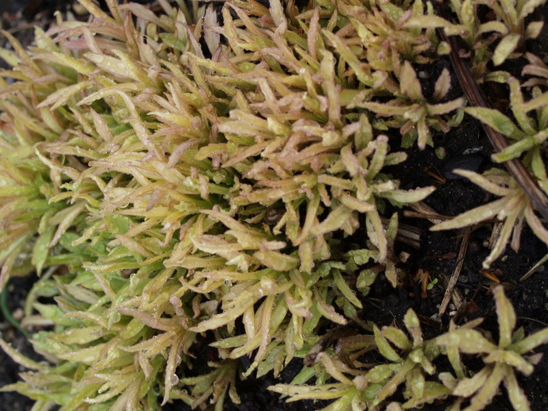 Kalimeris mongolica