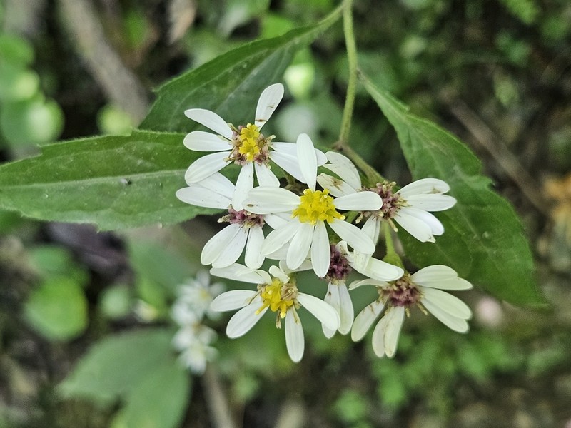 Aster morrisonensis photo 4