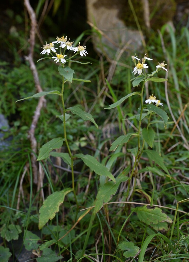 Aster morrisonensis photo 5