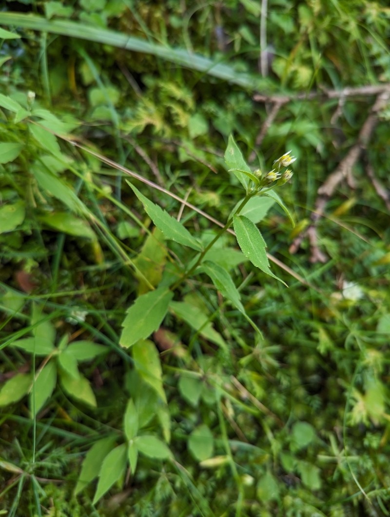 Aster morrisonensis photo 6