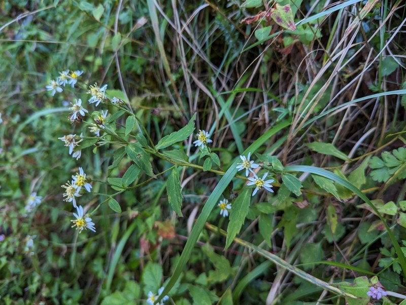 Aster morrisonensis photo 7