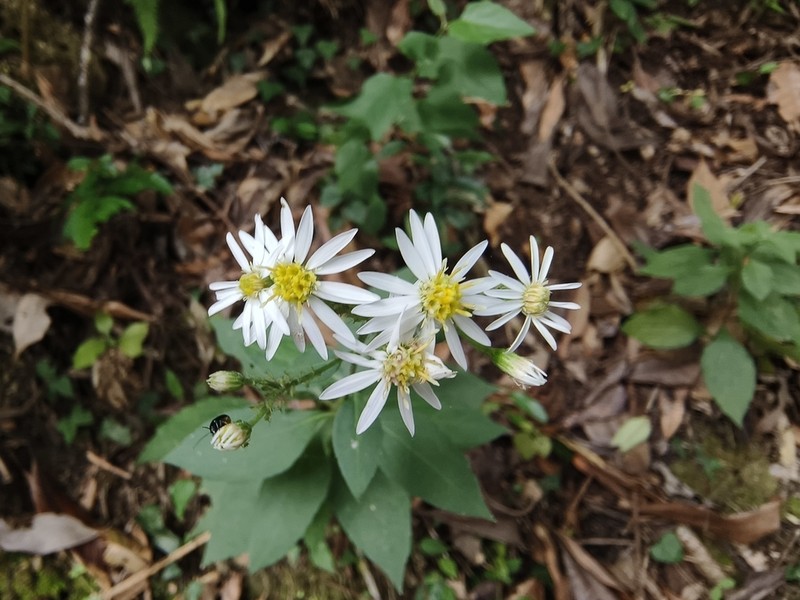 Aster morrisonensis photo 8