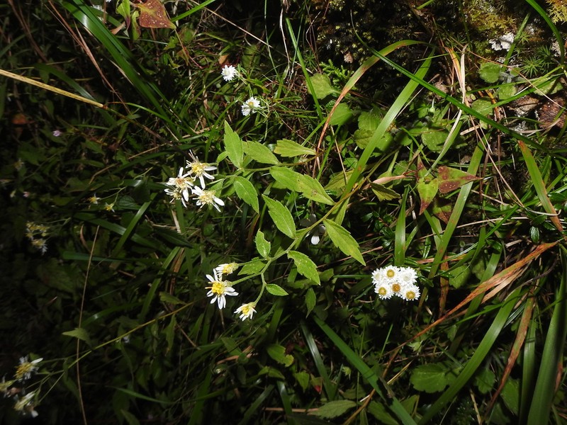 Aster morrisonensis