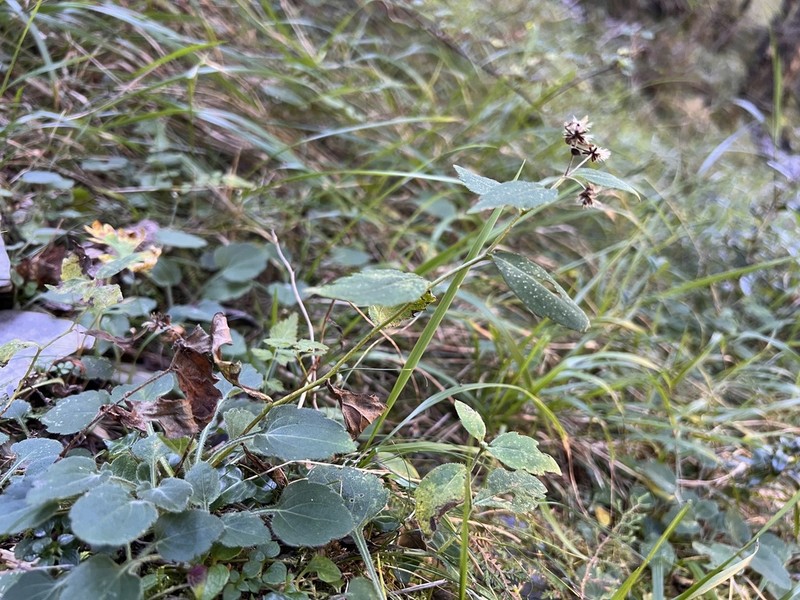 Aster morrisonensis photo 2