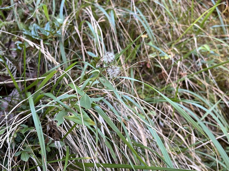 Aster morrisonensis photo 3