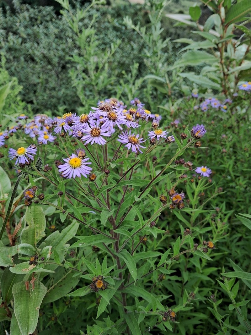 Aster neoelegans
